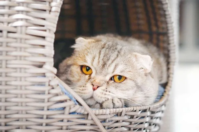 Olli & Hrum - scottish-fold zur Adoption