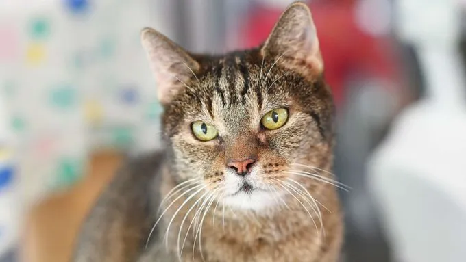 Olinde - ekh zur Adoption