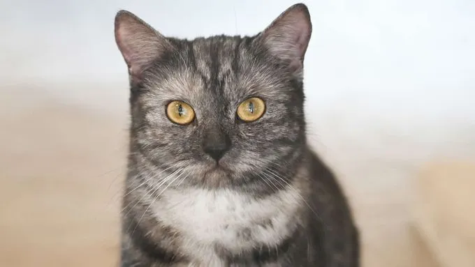 Antonia - ekh zur Adoption