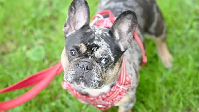 Cookie - Hund zur Adoption