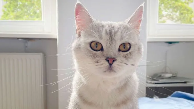 Chiko - bkh zur Adoption