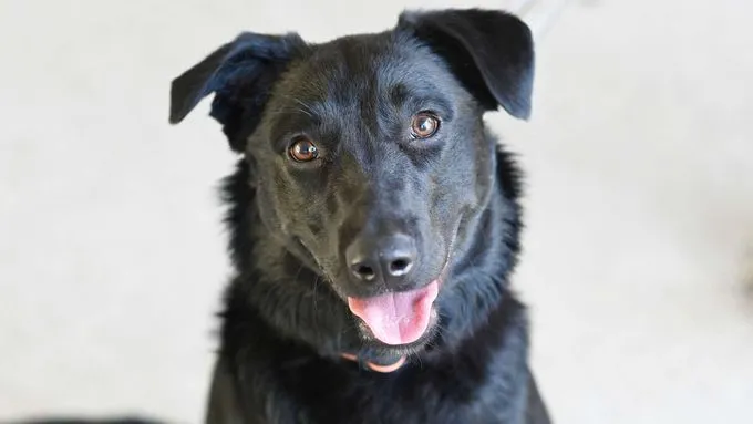 Albert - labrador zur Adoption