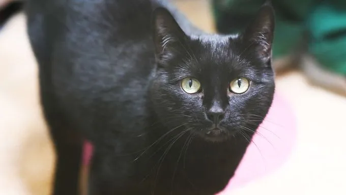 Misu - ekh zur Adoption