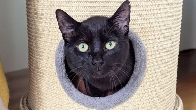 Tayson - ekh zur Adoption