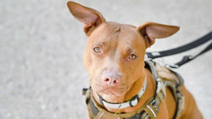 Lilly - staffordshire-mix zur Adoption
