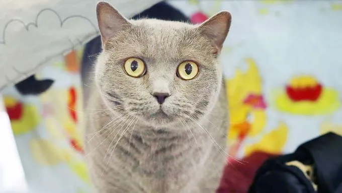 Barsik - bkh zur Adoption