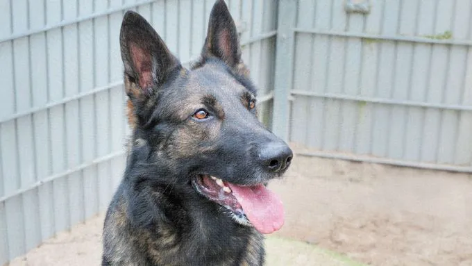 Azrael - deutscher-schaeferhund zur Adoption