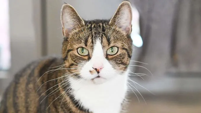 Jenny - ekh zur Adoption