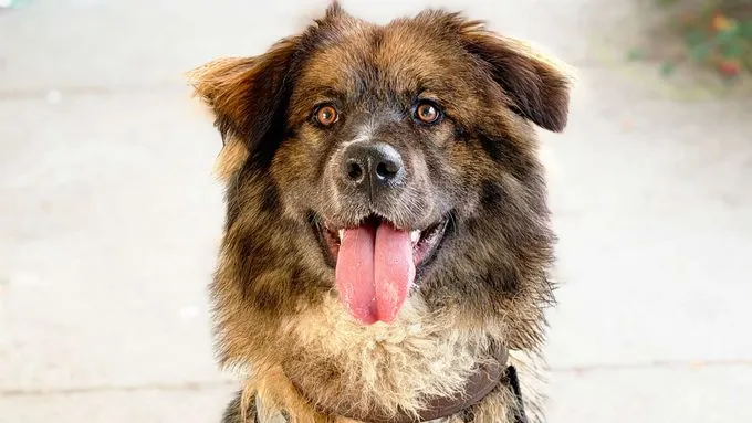 Anuschka - Hund zur Adoption