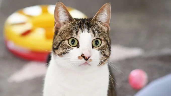 Heidi - ekh zur Adoption