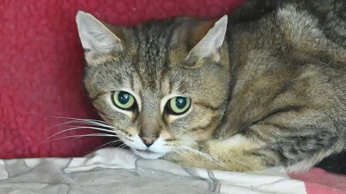 Feivel - ekh zur Adoption