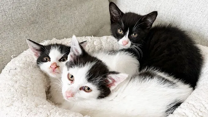 Eloise, Elodie & Ezra - ekh zur Adoption