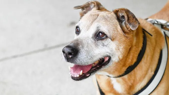 Mausi - terrier-mix zur Adoption