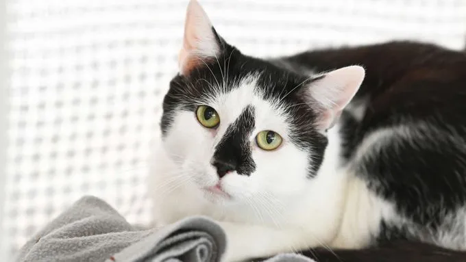 Emmi & Tofu - ekh zur Adoption