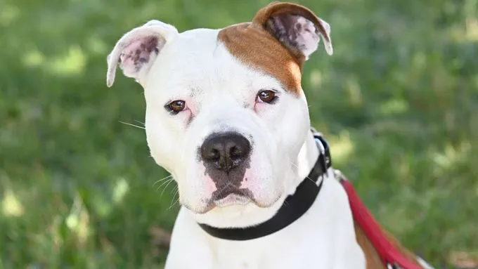 Speedy - staffordshire-mix zur Adoption