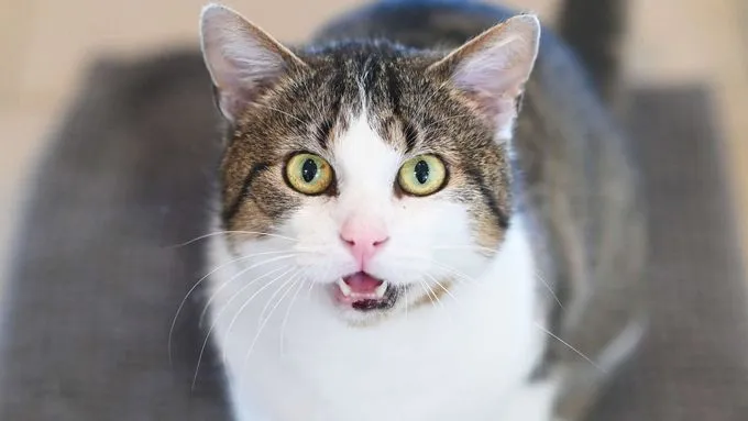 Frederick - ekh zur Adoption