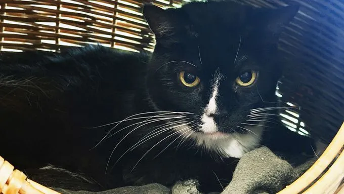 Tequila - ekh zur Adoption