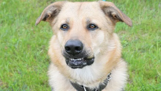 Rocky - schaeferhund-mix zur Adoption