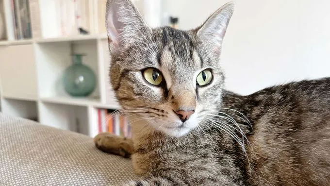 Millie - ekh zur Adoption