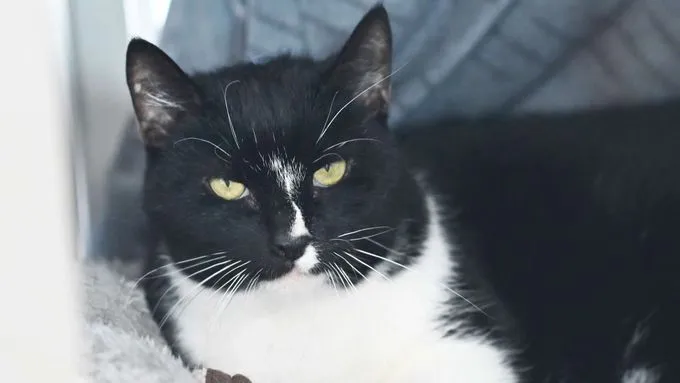 Amadeus - ekh zur Adoption