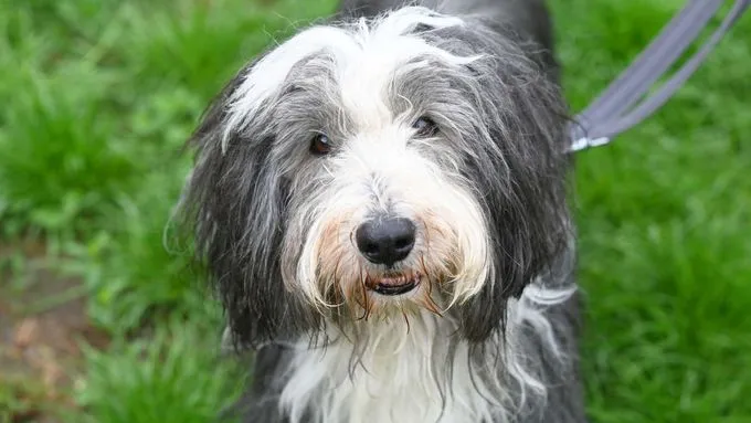 Nimo - Hund zur Adoption