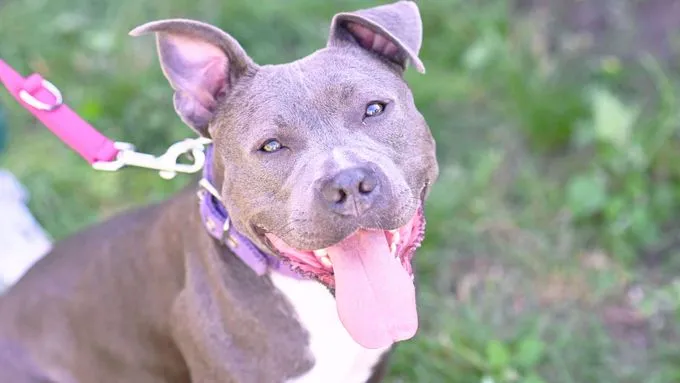 Kira - staffordshire-mix zur Adoption