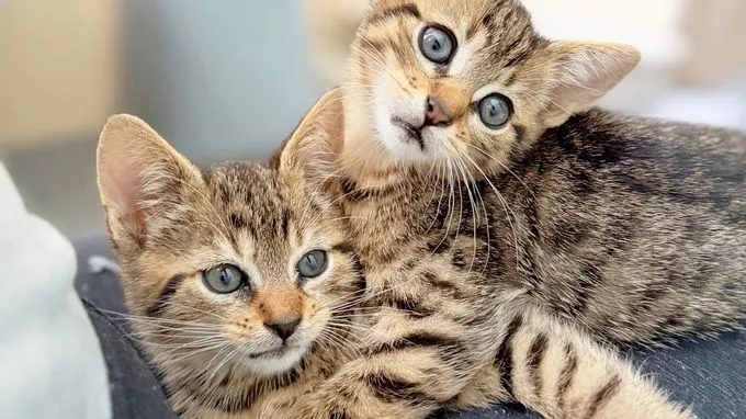 Moritz & Noah - ekh zur Adoption