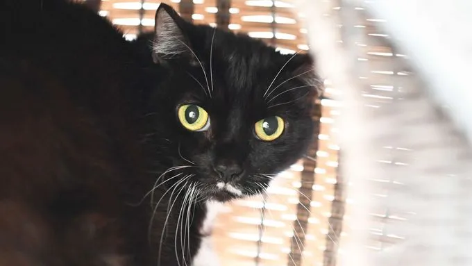 Charlie Chaplin & Coco Chanel - ekh zur Adoption