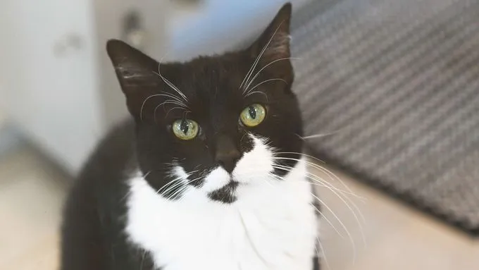 Mausi - ekh zur Adoption