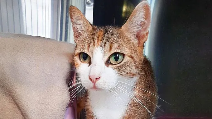 Dilara - ekh zur Adoption