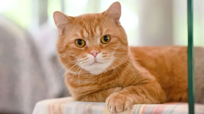 Andy - ekh zur Adoption