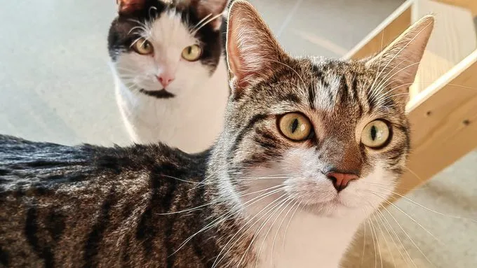 Lenny & Steppel - EKH zur Adoption