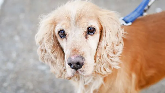Miki - cocker-spaniel-mix zur Adoption