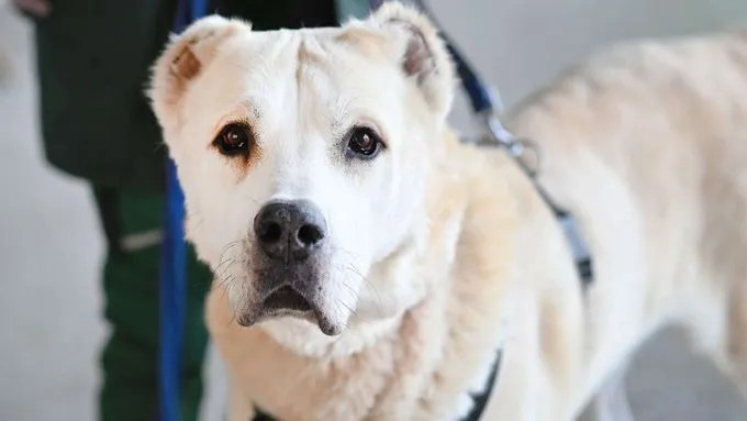Baschka - herdenschutzhund-mix zur Adoption