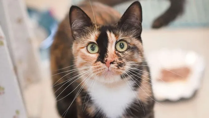 Laura - ekh zur Adoption