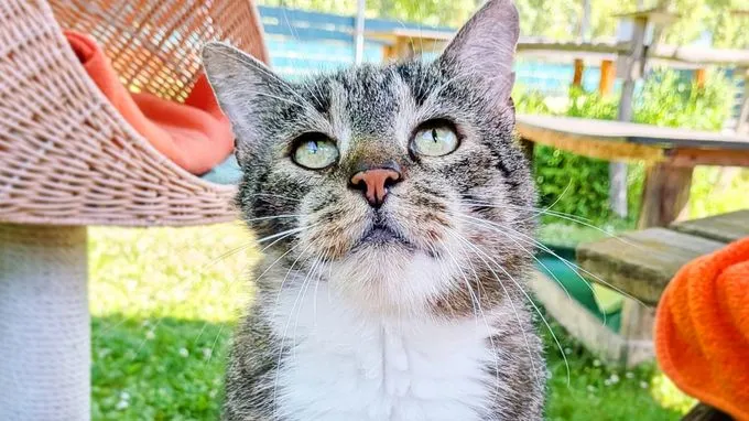 Balu - ekh zur Adoption