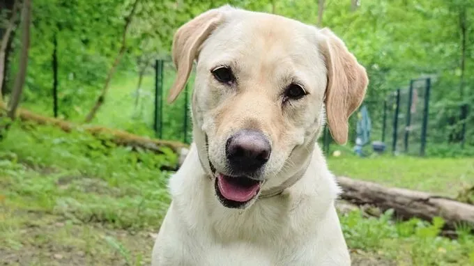 Lotte - labrador zur Adoption