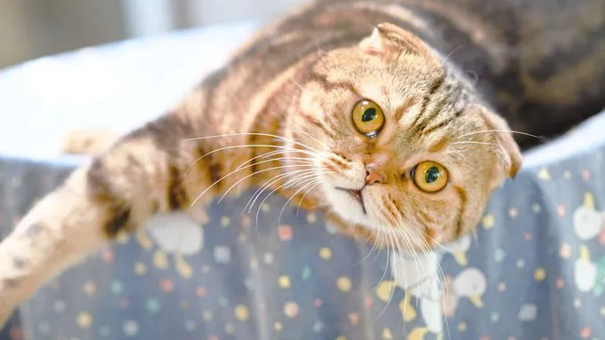 Pumba & Hrum - scottish-fold zur Adoption