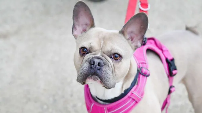 Eddy - Hund zur Adoption