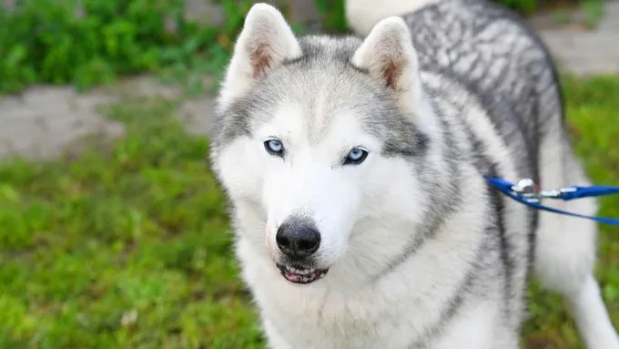 Marley - husky-mix zur Adoption