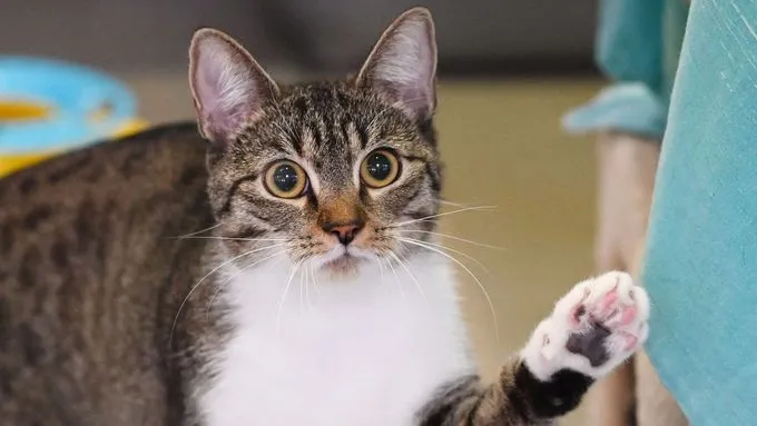 Luisa - ekh zur Adoption