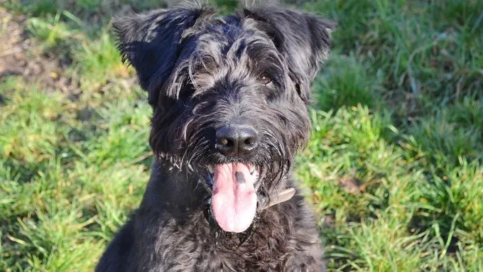 Hank - riesenschnauzer zur Adoption
