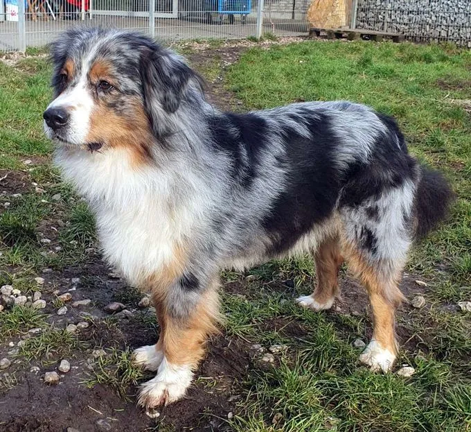 Dog from shelter, Torben | Australian Shepherd Male