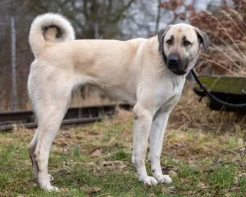 Dog from shelter, Ada | Beige Mit Maske Kangal Female