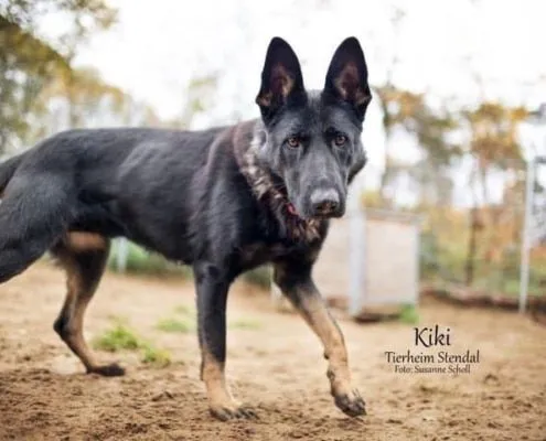 Dog from shelter, Kiki | Schäferhündin Female