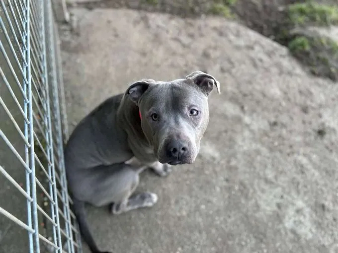 Dog from shelter, Hicks | Staffordshire Terrier Male