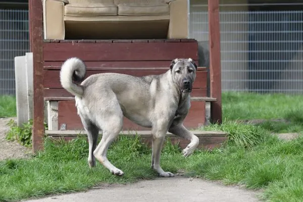 Dog from shelter, Spencer | Kangal Male