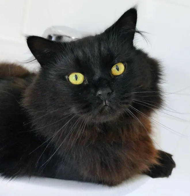 Leon - Main-Coon zur Adoption