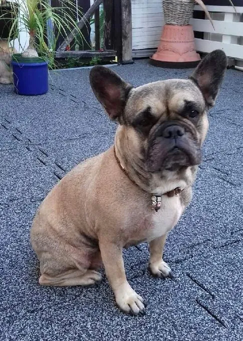 Dog from shelter, Fina | Faun Franz Bulldogge Female