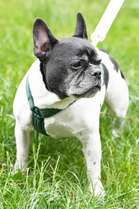 Dog from shelter, Georgie | Französische Bulldogge Female